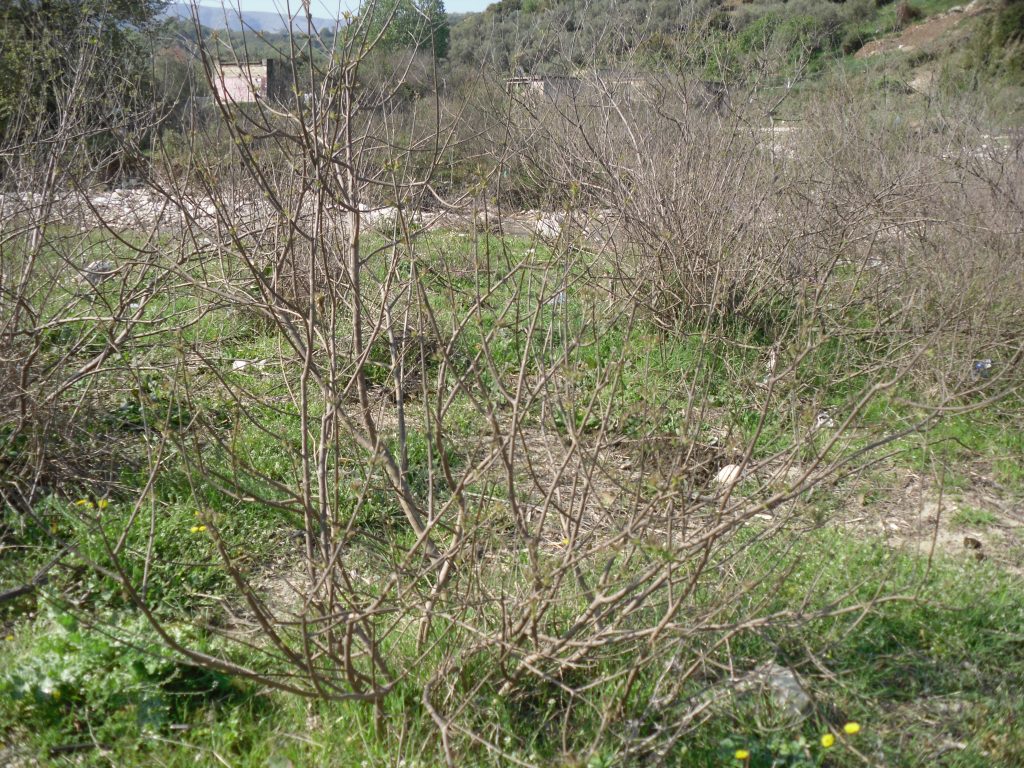qesarat-1-qe | Φοινίκη